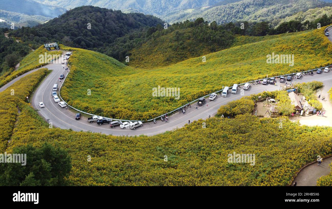 Vue aérienne au-dessus d'un champ de fleurs jaunes sur la montagne, Doi Mae Ukho attraction touristique province Mae Hong son forêt tropicale, nord de la Thaïlande Banque D'Images