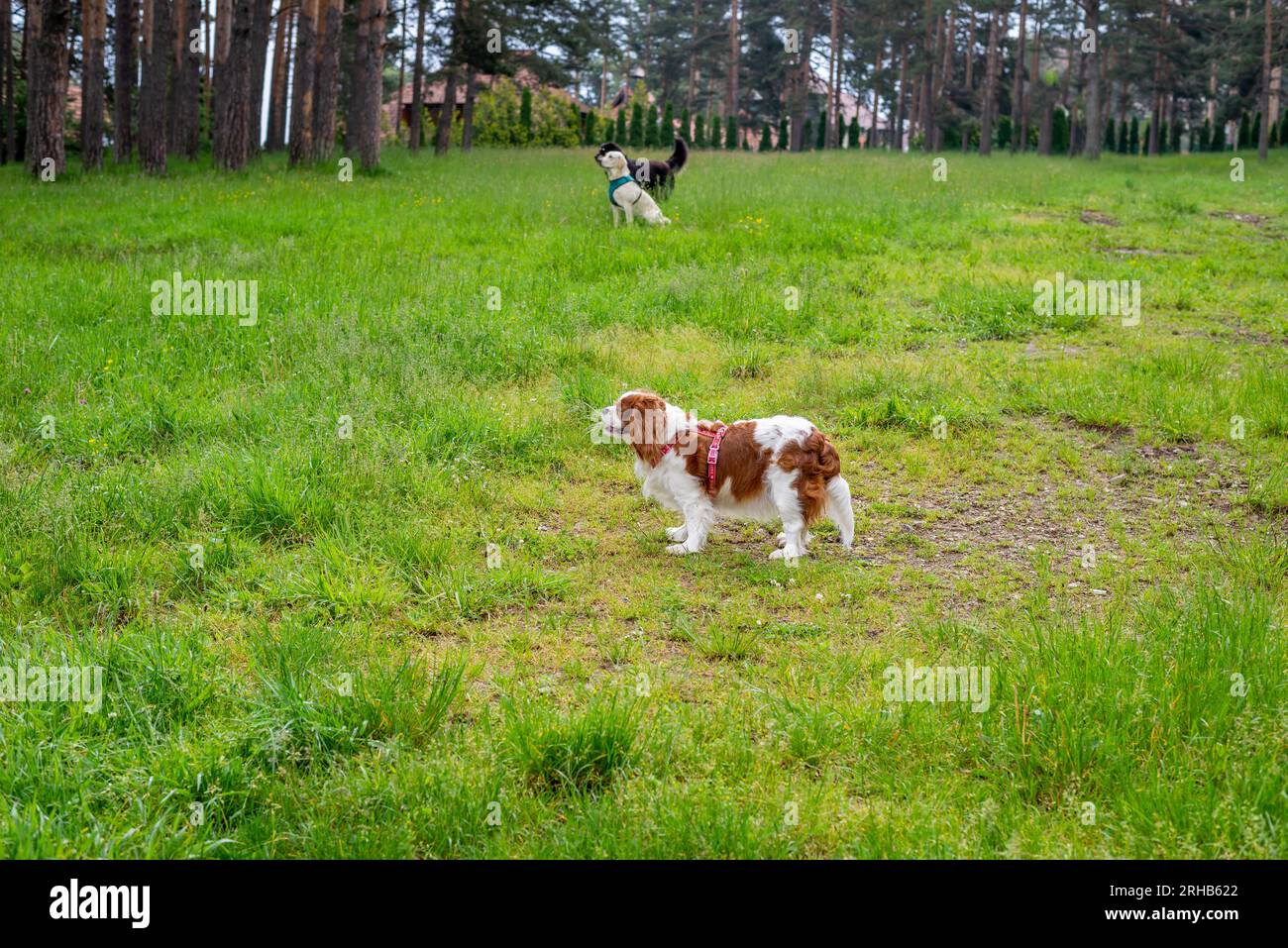 Cavalier King Charles Spaniel avec deux autres chiens en arrière-plan sur un champ vert Banque D'Images