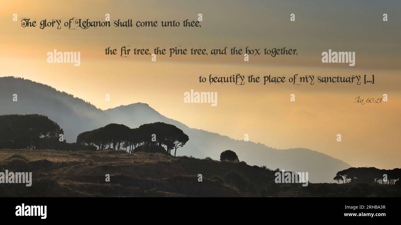 Coucher de soleil sur un bois de pin au Liban avec des sommets de montagne en arrière-plan et une citation biblique. Banque D'Images