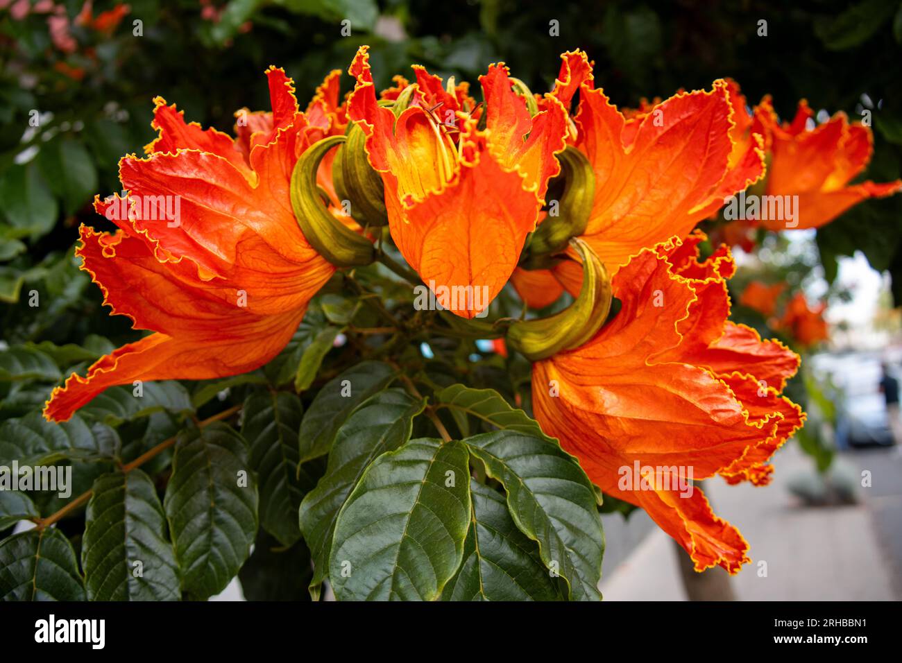 Espectaculares flores del tulipán africano, Spathodea campanulata, muy común en las Islas Canarias, Santa Brígida, Gran Canaria, España Banque D'Images