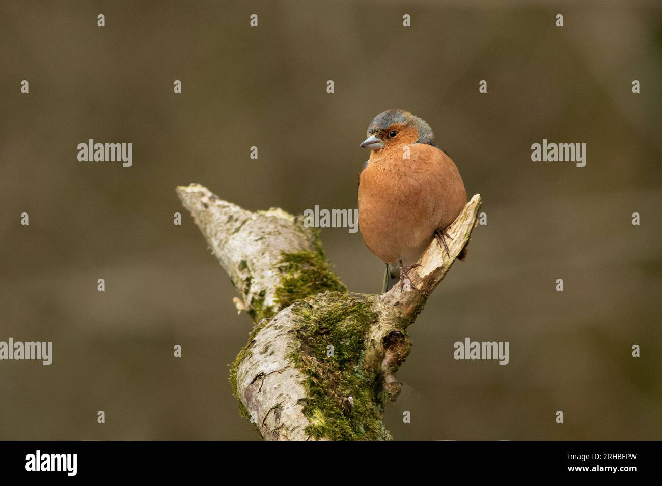 Un mouchoir mâle est capturé perché au sommet d'une branche. Il est pris sur un arrière-plan flou naturel Banque D'Images