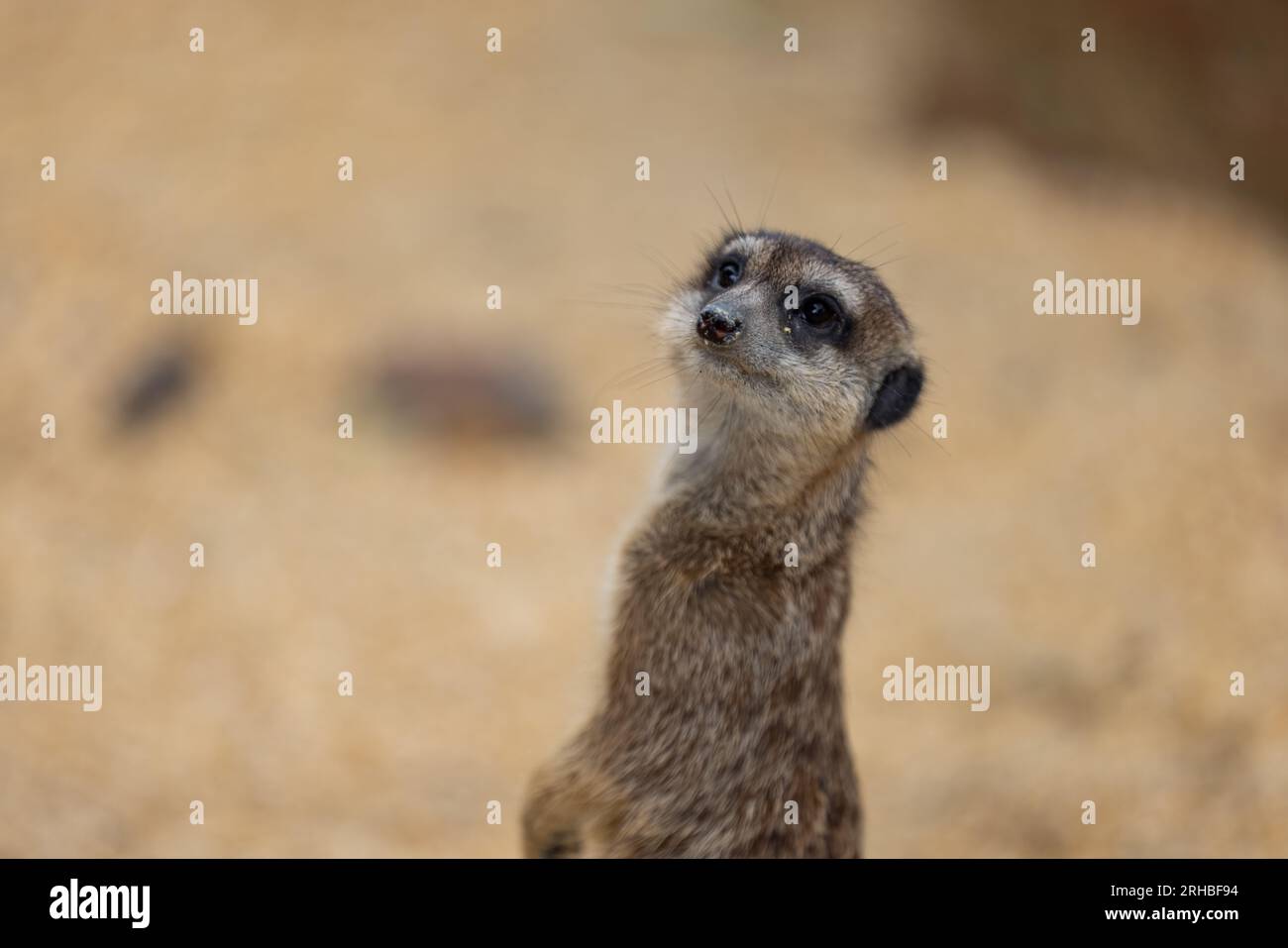 Tant de surikats mignons au même endroit. Ils courent et jouent ensemble dans le sable. Un autre surikat se tient debout et à la recherche autour de certains dangereux. Banque D'Images