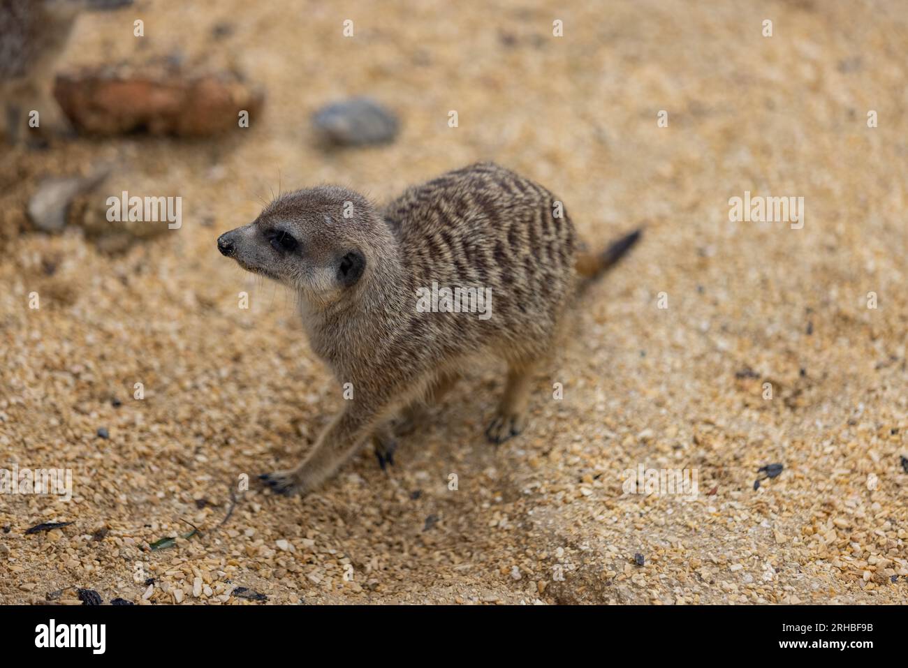 Tant de surikats mignons au même endroit. Ils courent et jouent ensemble dans le sable. Un autre surikat se tient debout et à la recherche autour de certains dangereux. Banque D'Images