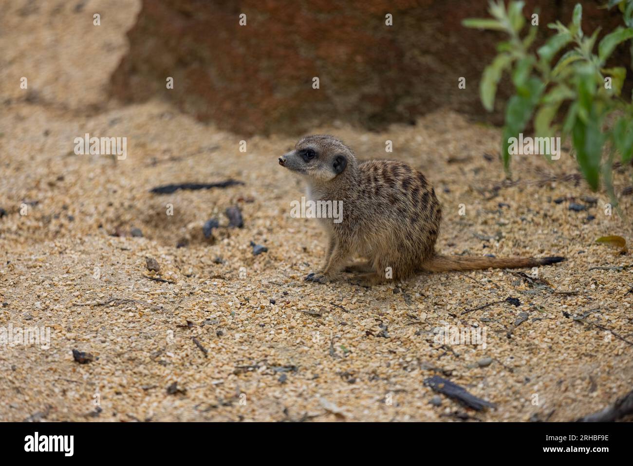 Tant de surikats mignons au même endroit. Ils courent et jouent ensemble dans le sable. Un autre surikat se tient debout et à la recherche autour de certains dangereux. Banque D'Images