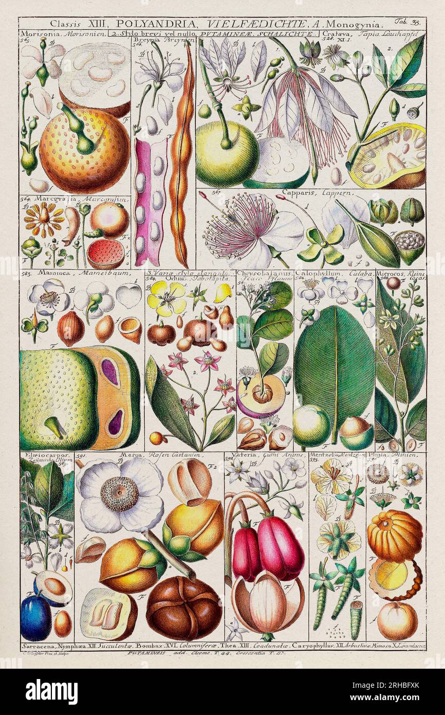 Illustration botanique vintage. Carte botanique du 18e siècle : classification des plantes linnéennes dans une plaque pédagogique de 1795. Banque D'Images