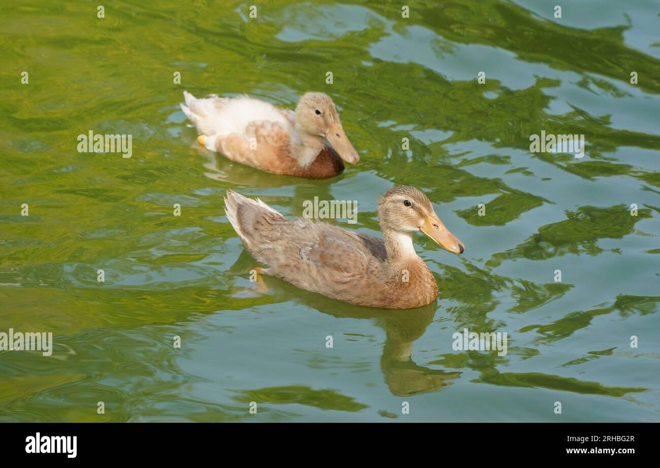 Jeunes canards domestiques dans un étang artificiel, Espagne. Banque D'Images