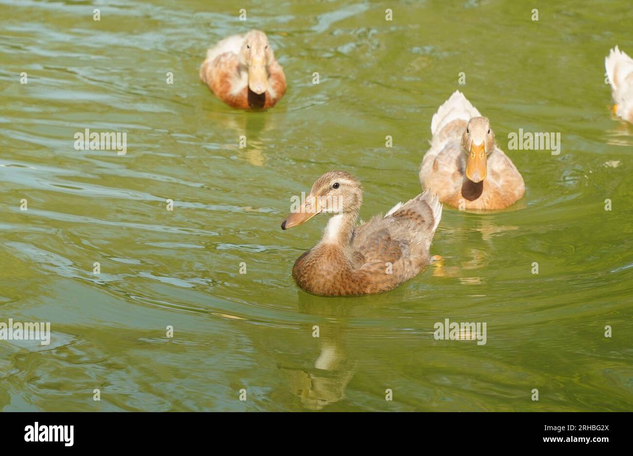 Jeunes canards domestiques dans un étang artificiel, Espagne. Banque D'Images