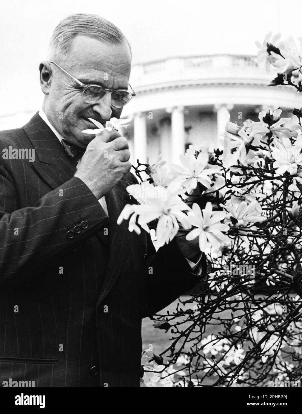 Washington, D.C. : 17 mai 1946 le président Truman puise de sentir les fleurs en fleurs sur un arbre magnolia sur le terrain de la Maison Blanche. Banque D'Images