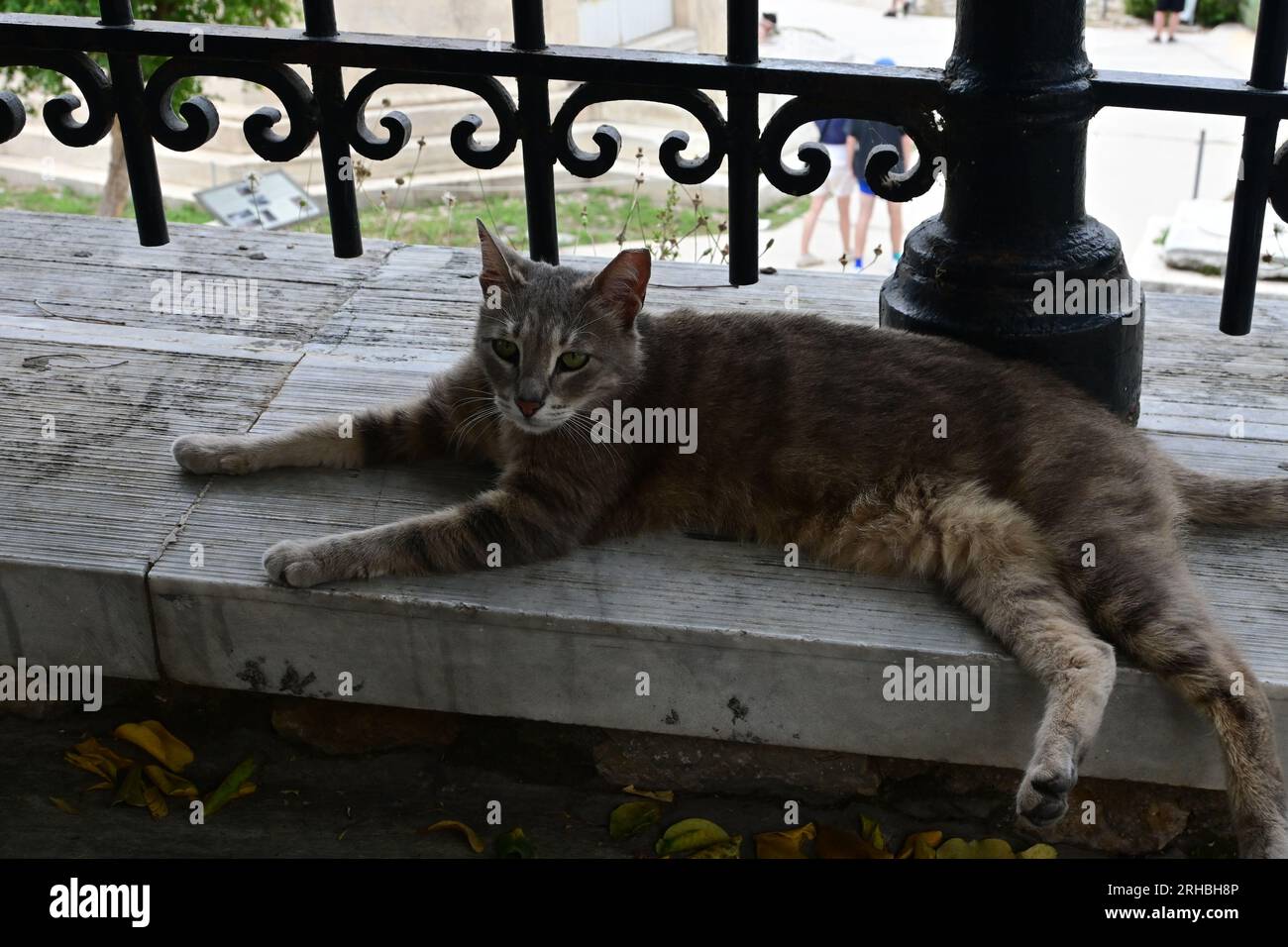 Chat dans le district de Plaka, centre-ville d'Athènes, Grèce Banque D'Images
