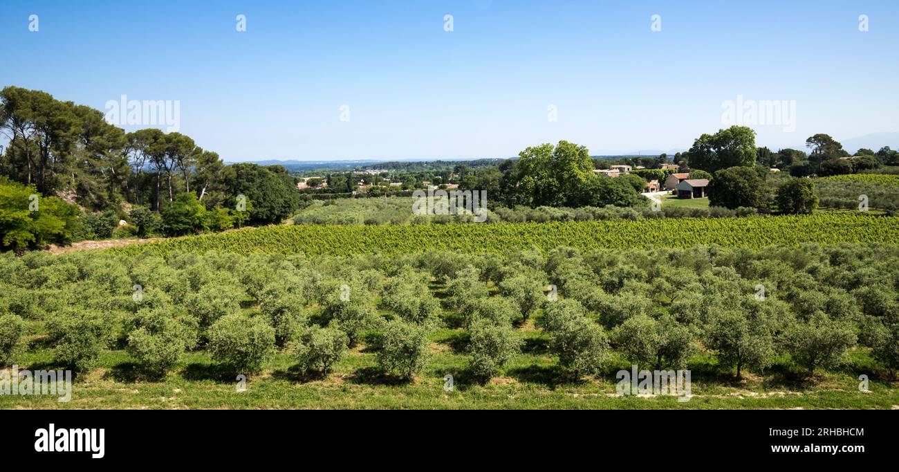 Winegrowingat et oliveraie dans la région des Alpilles à St Rémy de Provence. Buches du Rhône, Provence, France. Banque D'Images