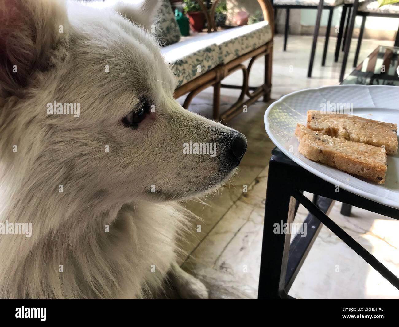 Chien regardant une assiette de pain grillé Banque D'Images