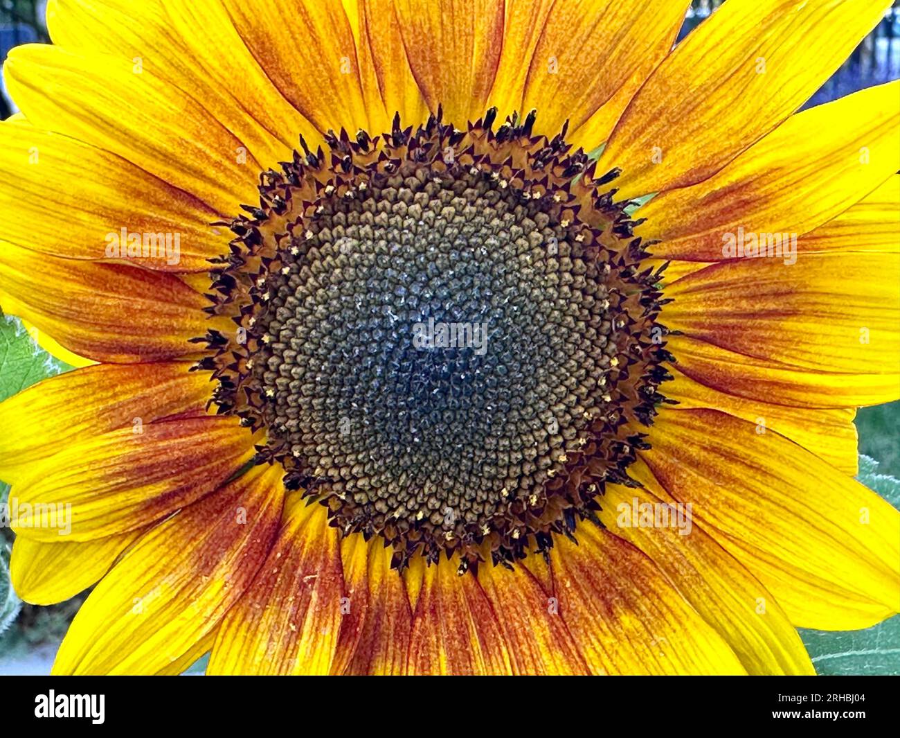 Gros plan plein cadre d'un tournesol en fleur Banque D'Images