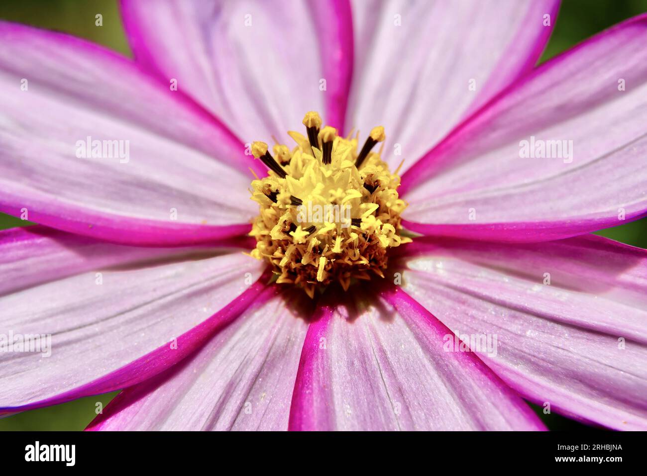 Jolie fleur sauvage fleurissant dans un jardin d'habitat Banque D'Images