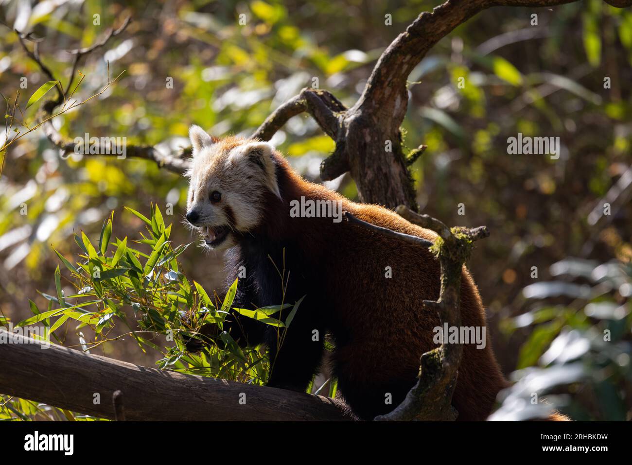 Pour boire, le panda rouge plonge sa patte dans une flaque d'eau ou un ...