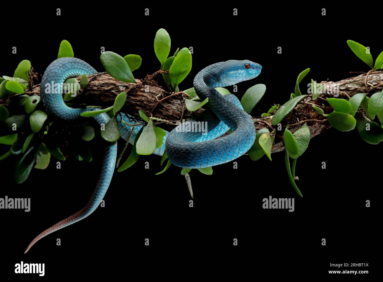 Gros plan d'un serpent à vipère bleu enroulé autour d'une branche, l'Indonésie Banque D'Images