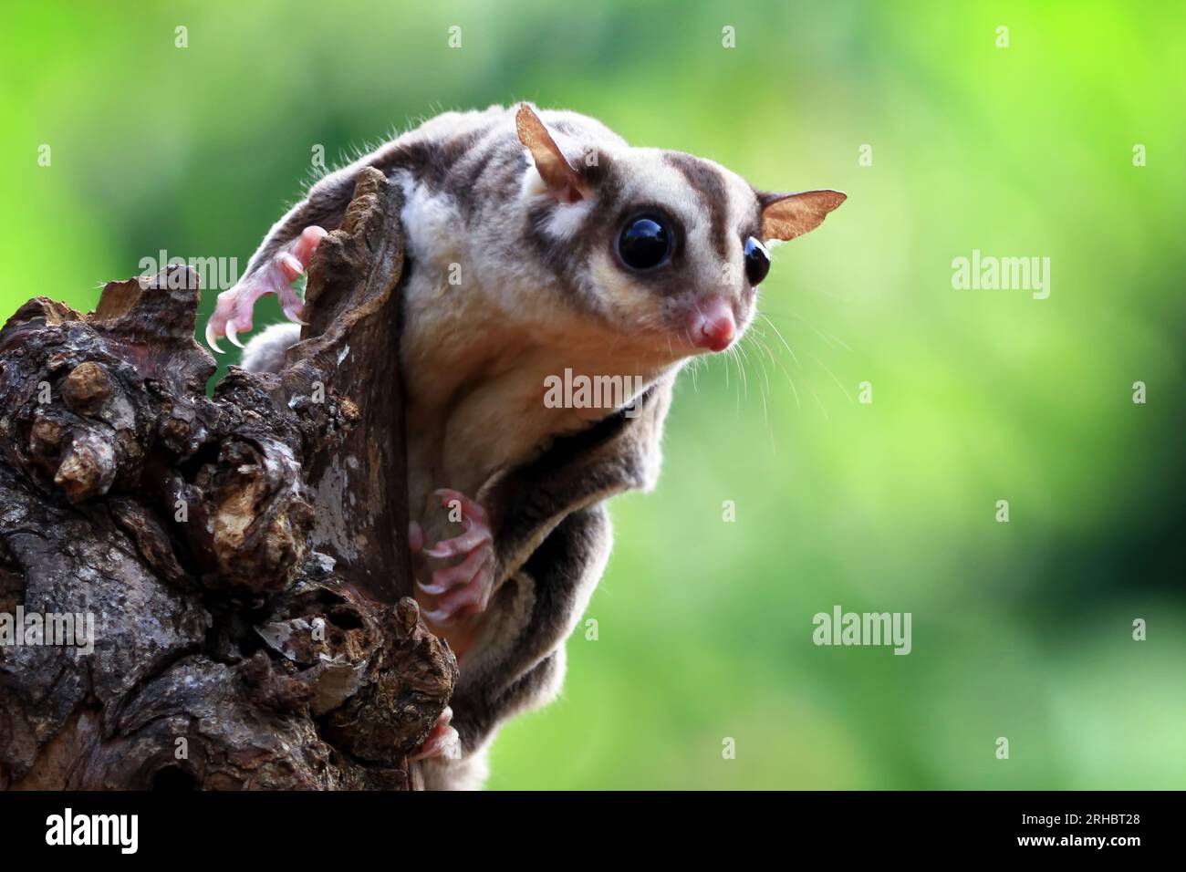 Gros plan d'un sucrier (Pesaurus breviceps) sur une branche, Indonésie Banque D'Images