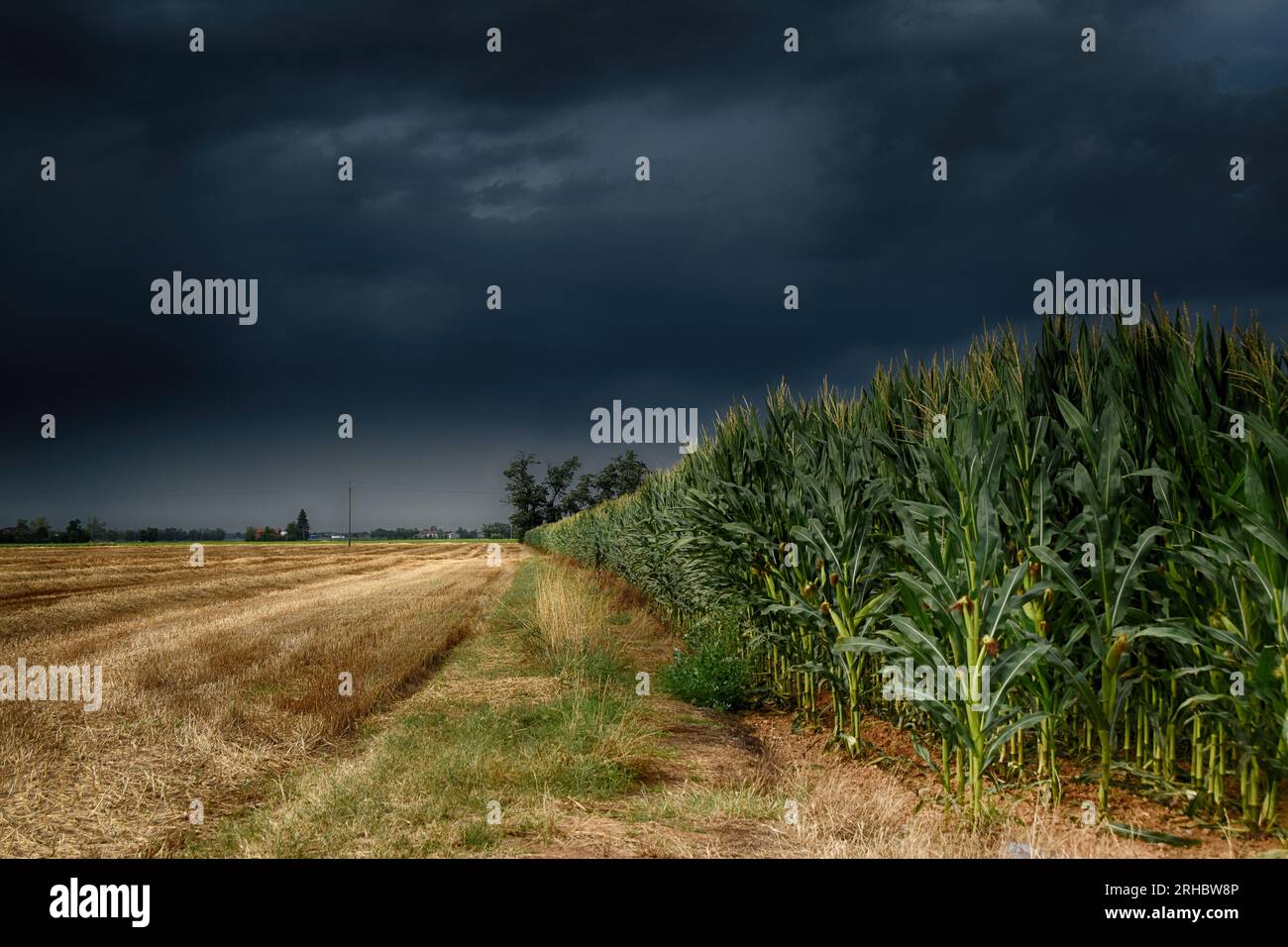 Ciel orageux sur un champ de labyrinthe, sale, Alessandria, Piémont, Italie Banque D'Images