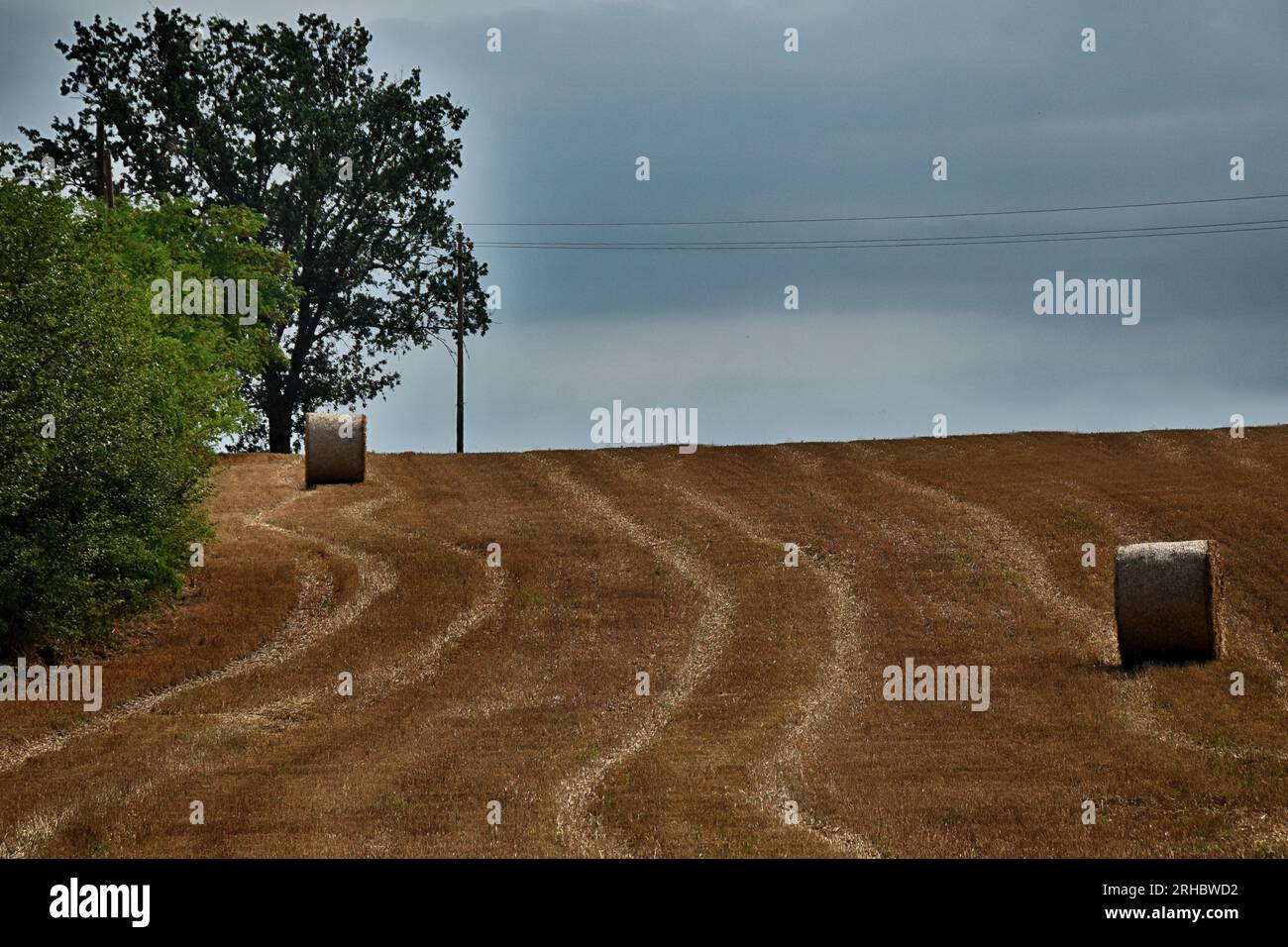 Balles de foin dans un champ, Monferrato, Alessandria, Piémont, Italie Banque D'Images