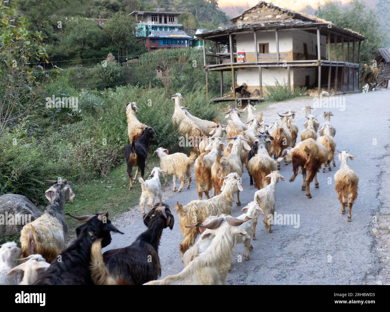 Troupeau de chèvres marchant le long d'une route de village, Himalaya indien, Himachal Pradesh, Inde Banque D'Images