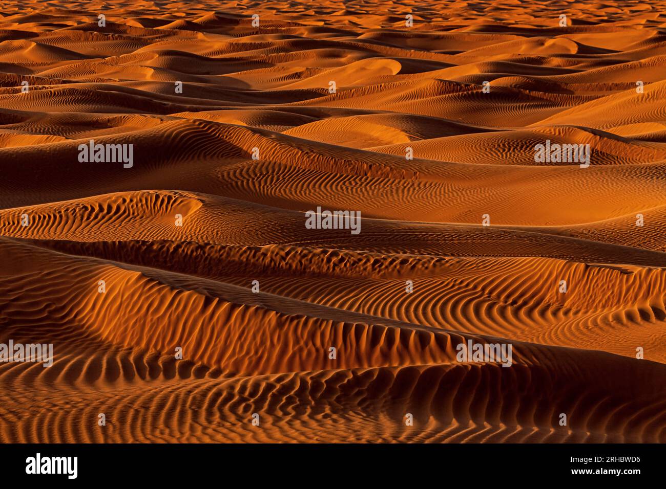 Gros plan vue plein cadre des dunes de sable orange dans le désert, Arabie Saoudite Banque D'Images