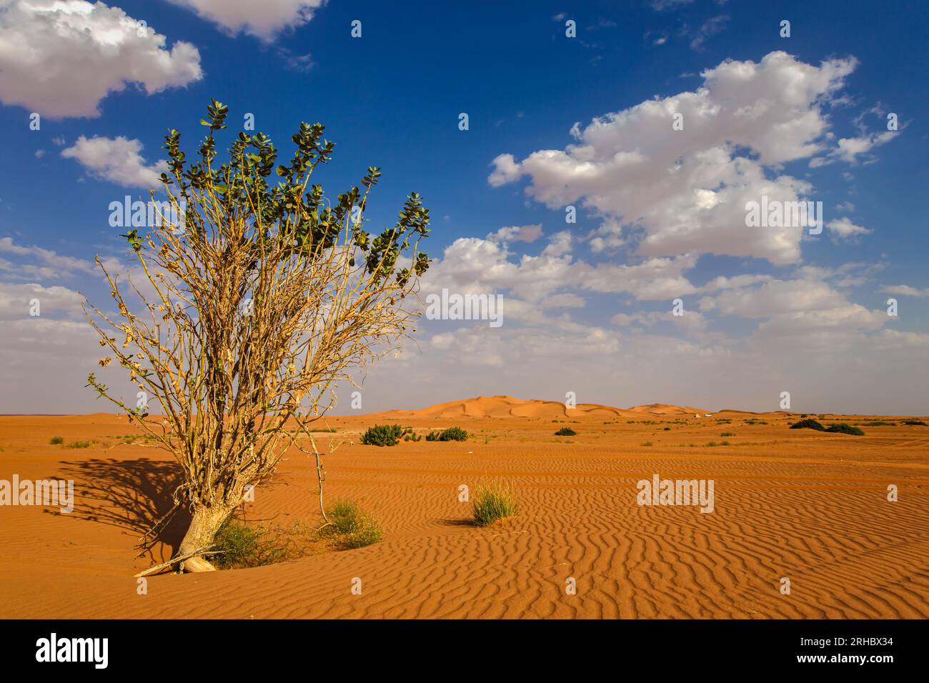 Arbre solitaire dans le paysage désertique, Arabie Saoudite Banque D'Images