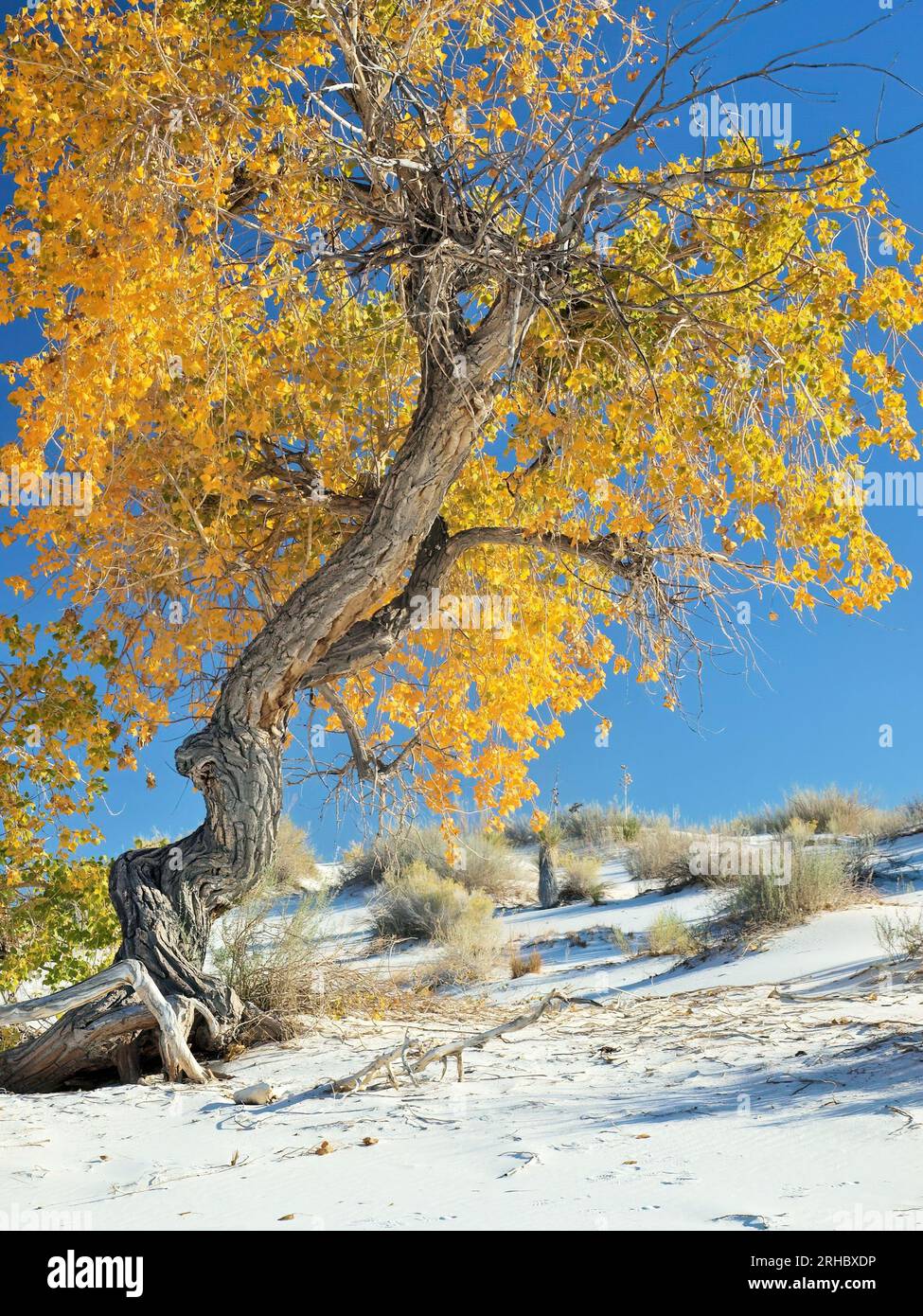 Cottonwood tordu d'automne au parc national de White Sands, Nouveau-Mexique Banque D'Images