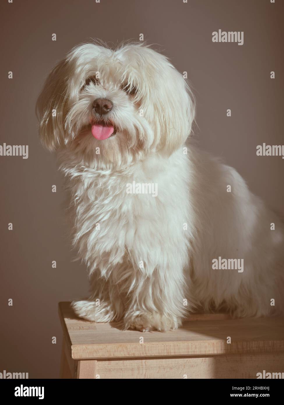 Adorable chien maltais poilu avec assis sur un tabouret en bois sur fond  blanc dans une pièce lumineuse avec la lumière du soleil à la maison Photo  Stock - Alamy