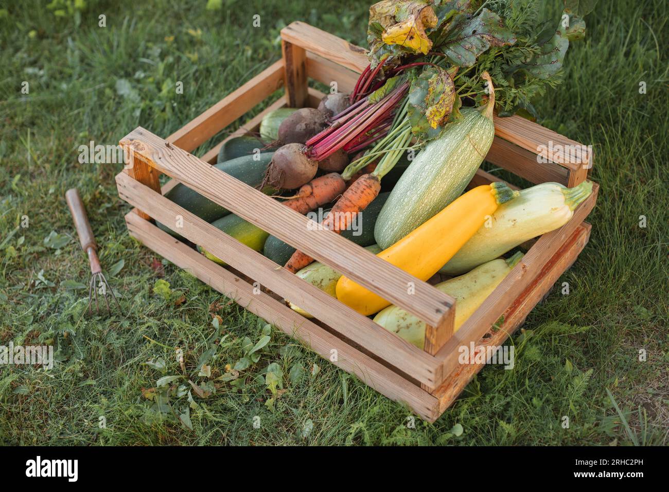 Vue aérienne d'une caisse de carottes fraîchement cueillies, betteraves et courgettes dans un panier sur l'herbe Banque D'Images