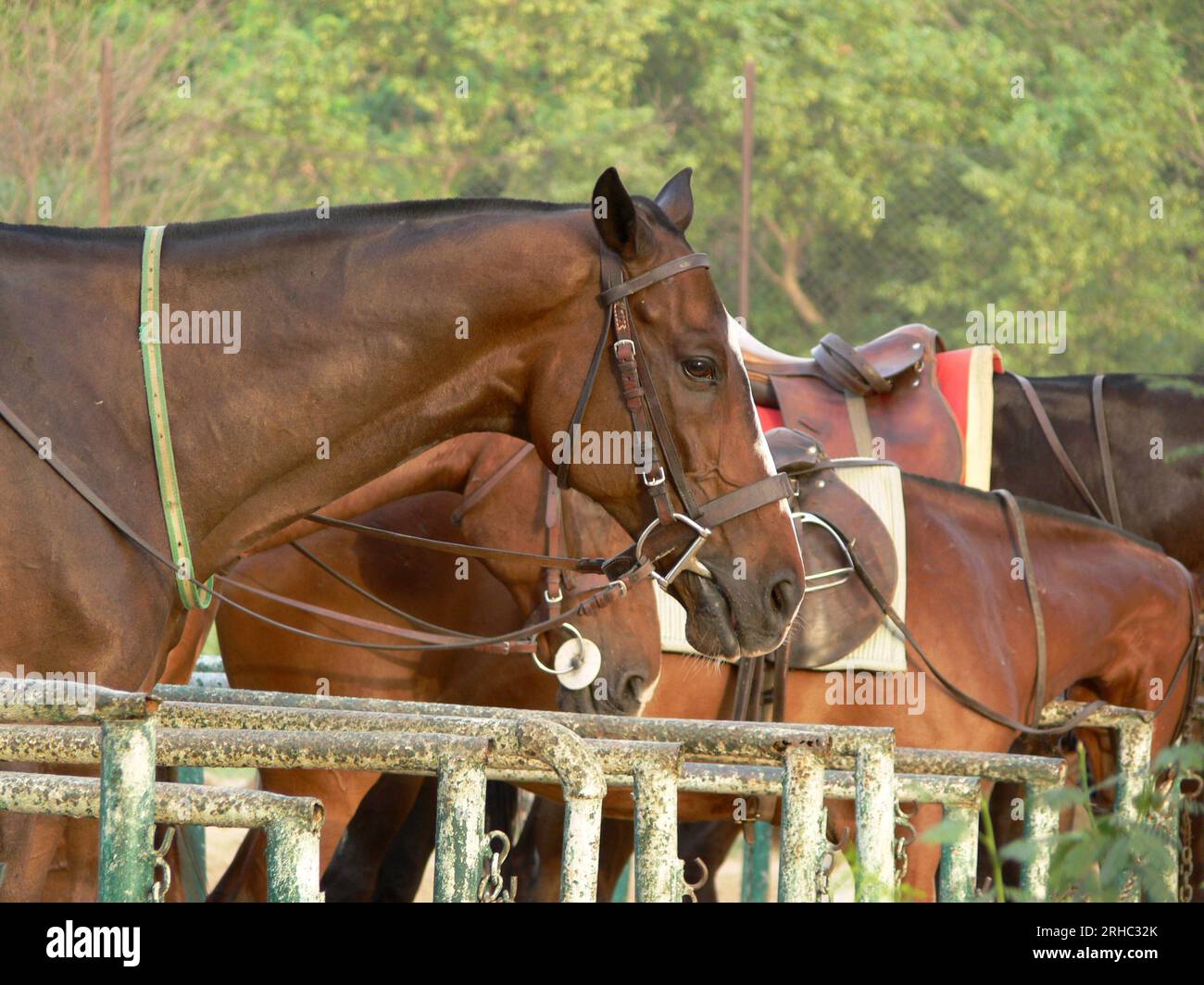 Trois poneys Polo, New Delhi, Inde Banque D'Images