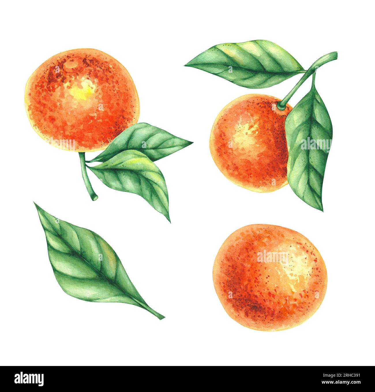 Plante aquarelle mandarine dessinée à la main. Agrumes avec des feuilles, fruits isolés sur fond blanc. Illustration botanique pour cartes de conception, invita Banque D'Images