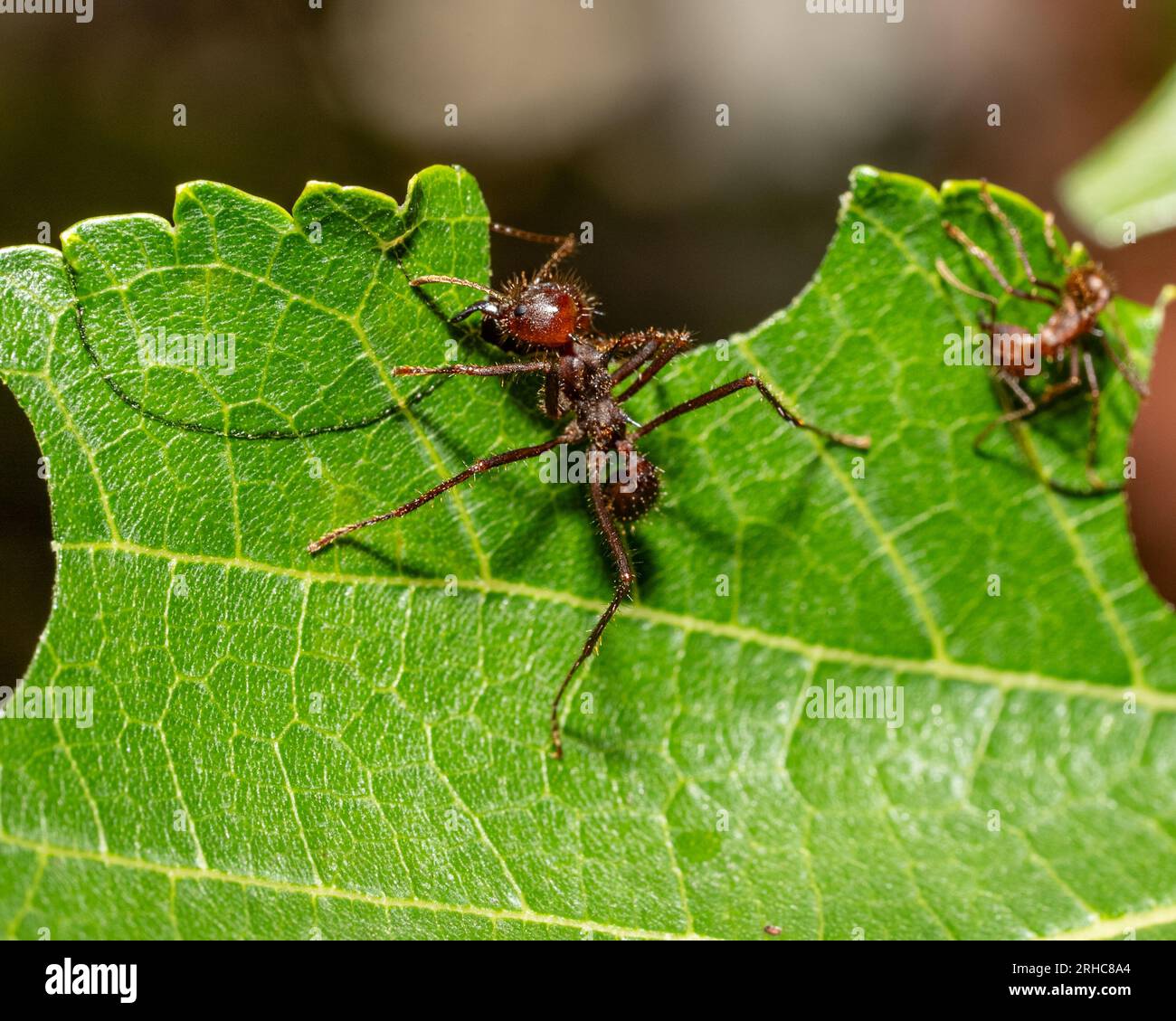 Les fourmis coupe-feuilles coupent des morceaux de feuilles qu'elles ramèneront à leur colonie Banque D'Images