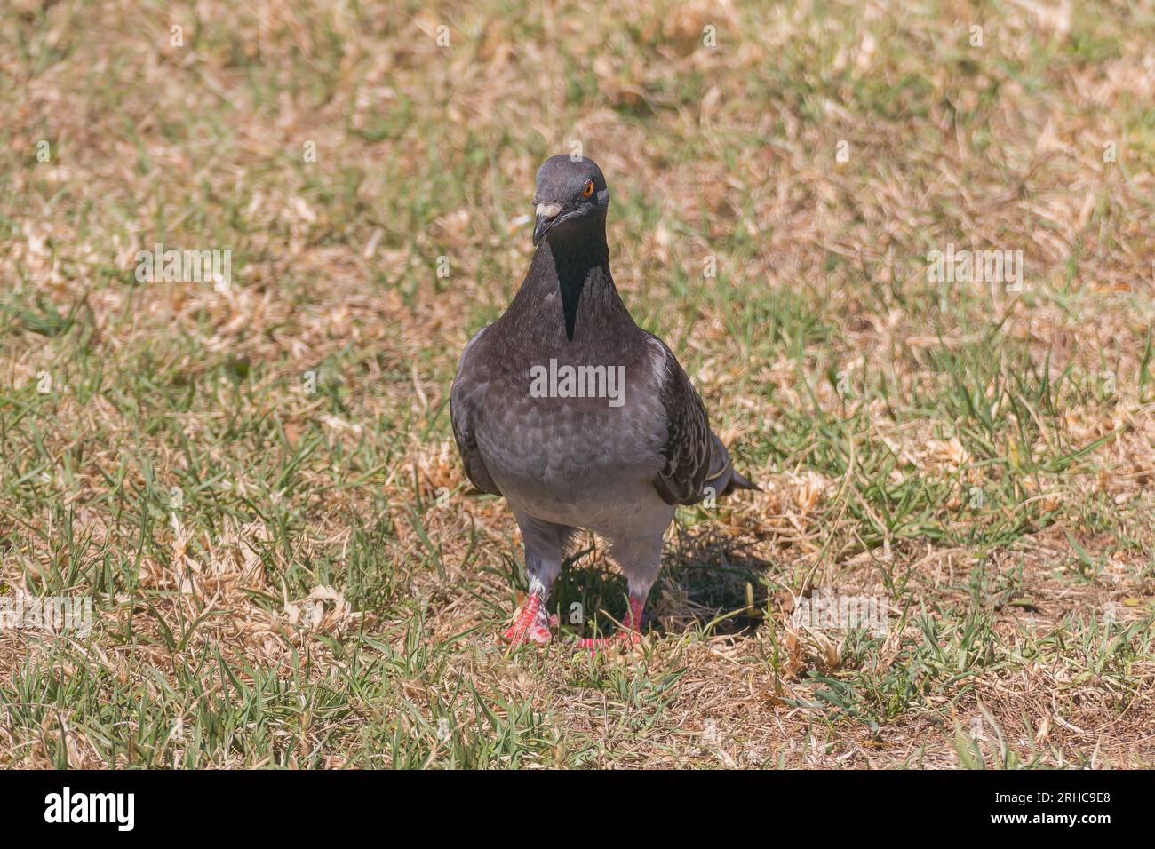 colombe de roche debout sur l'herbe avec la lumière du soleil columbia libia Banque D'Images