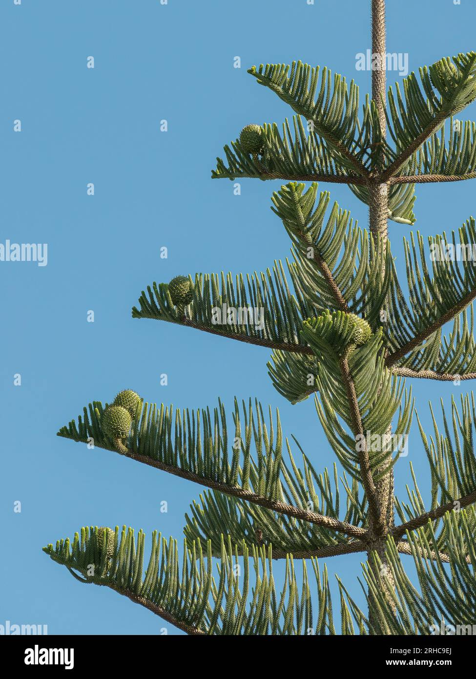 Araucaria heterophylla communément appelé Araucaria excelsa ou pin de l'île Norfolk Banque D'Images