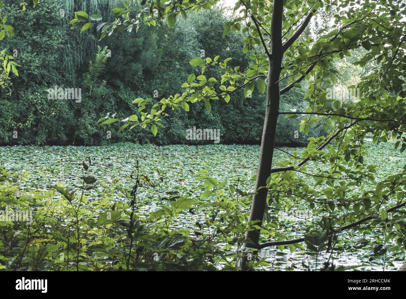 Seattle, WA Arboretum- 2019 Banque D'Images