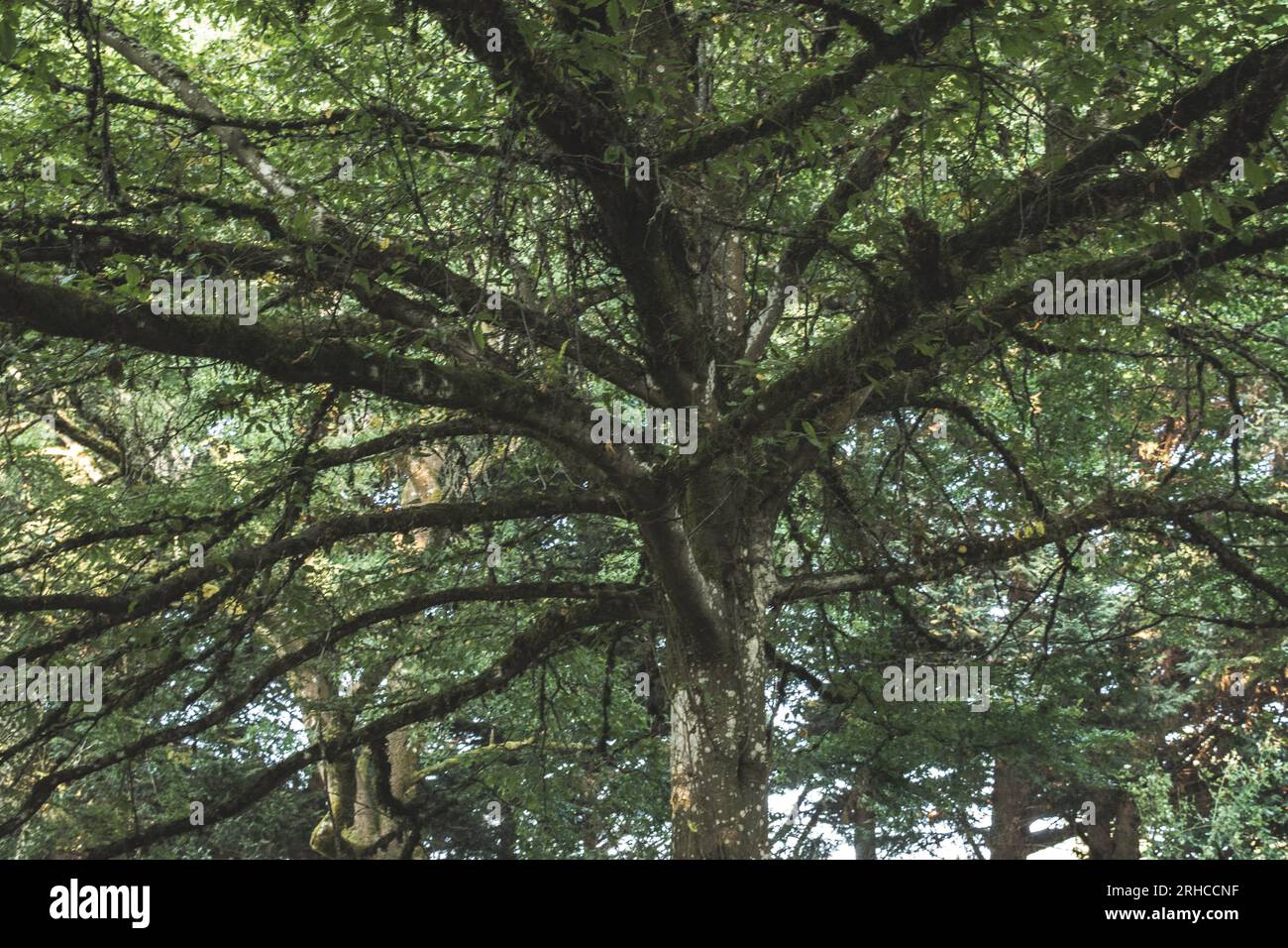 Seattle, WA Arboretum- 2019 Banque D'Images