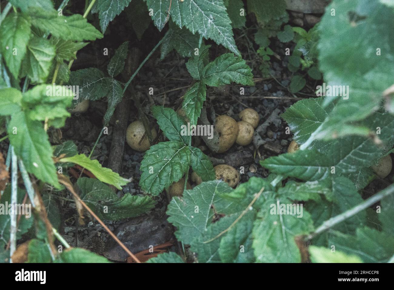 Seattle, WA Arboretum- 2019 Banque D'Images