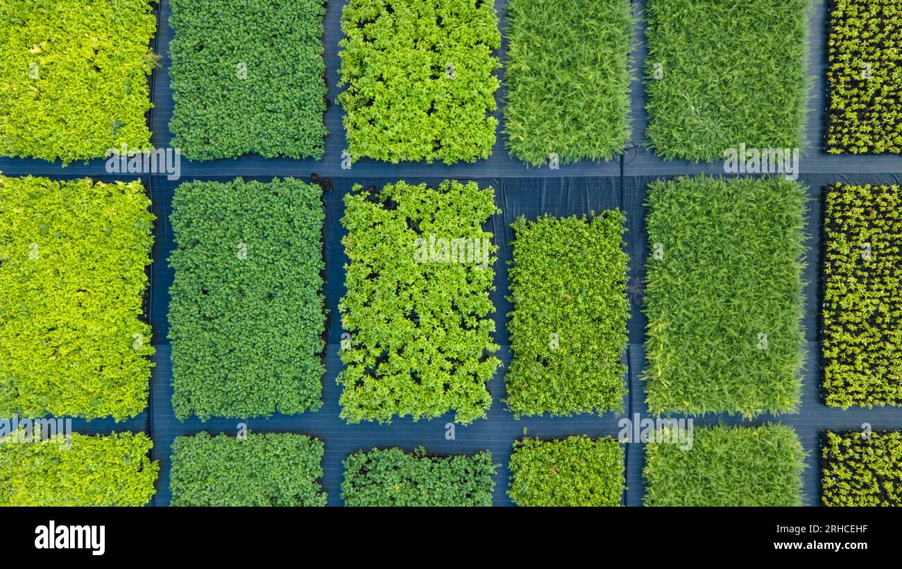 Beaucoup de plantes sur le plancher de la pépinière. Boutique Agroculture. Vue du dessus Banque D'Images