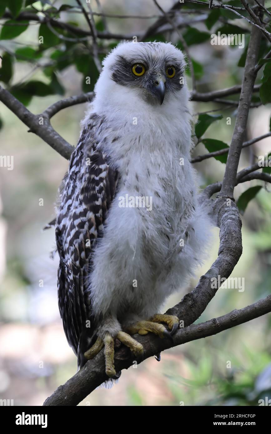 Le puissant hibou australien naissant perché dans la canopée des arbres Banque D'Images