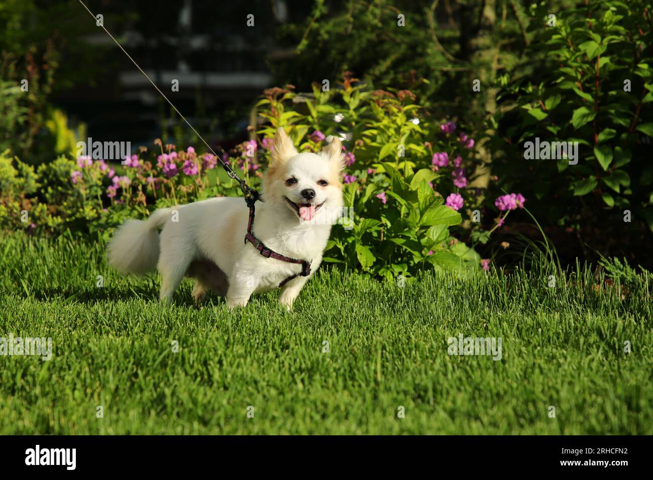 Mignon Chihuahua avec laisse sur l'herbe verte à l'extérieur. Marche en chien Banque D'Images