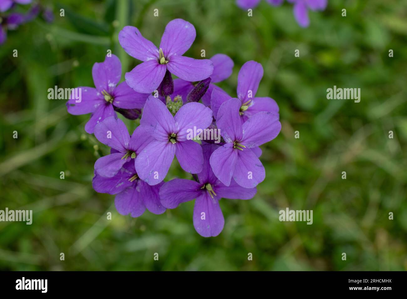 Gros plan de fleurs violettes avec des étamines blanches dans le champ vert Banque D'Images