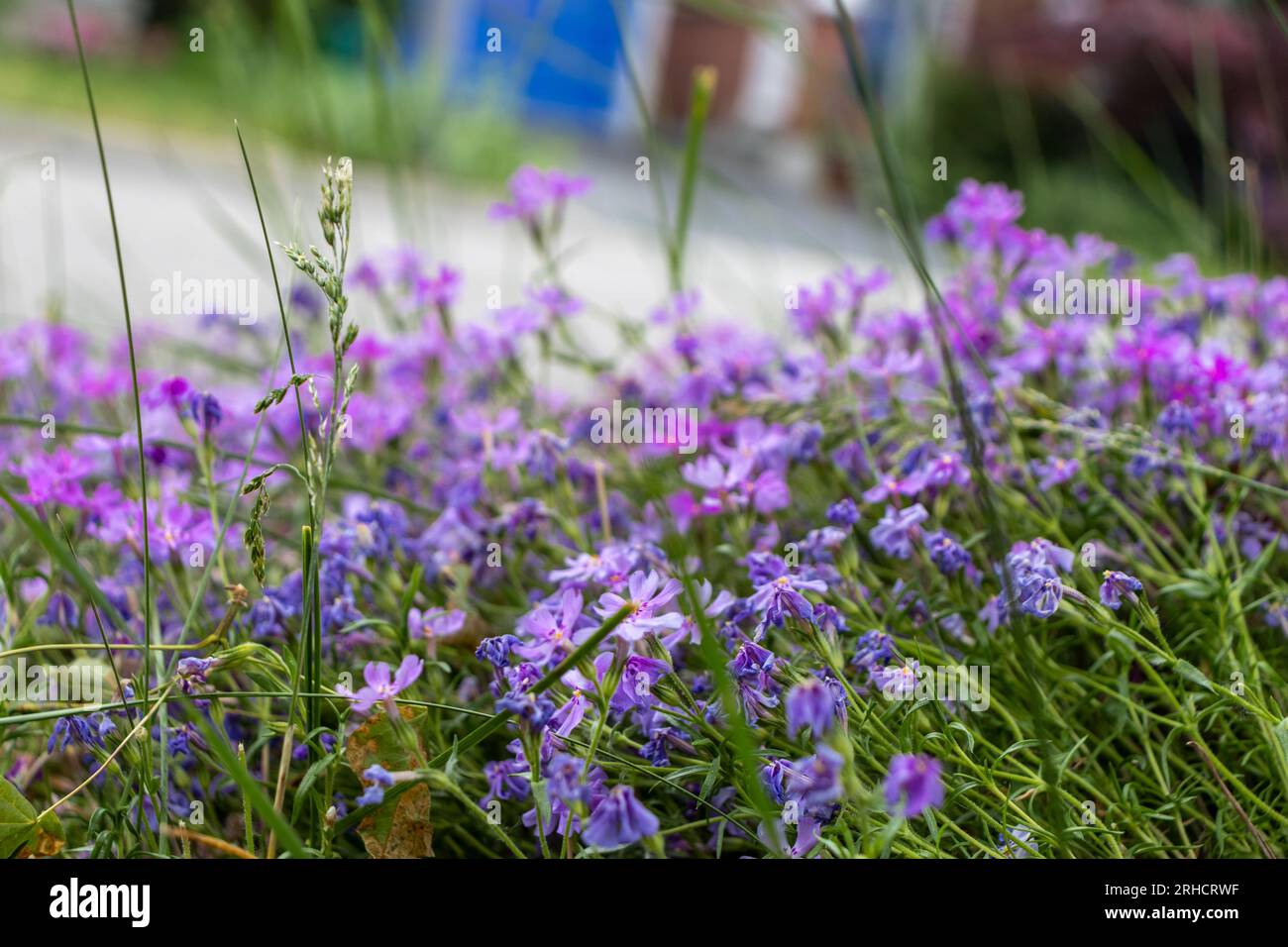 Fleurs violettes en forme de cloche en grappes - lit de jardin avec feuillage vert - objet bleu flou en arrière-plan - herbe au premier plan Banque D'Images