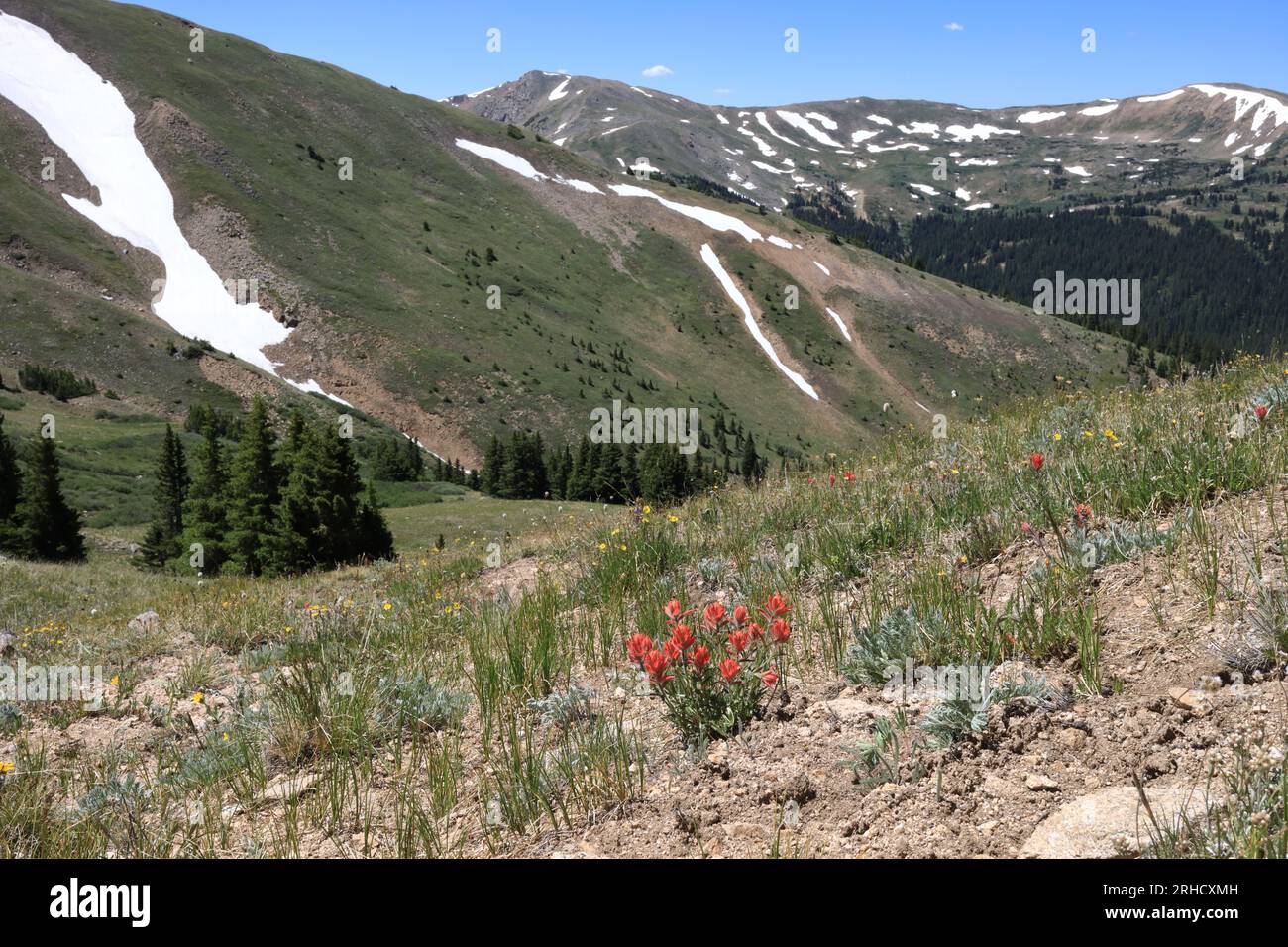 Indian paintbrush Banque D'Images