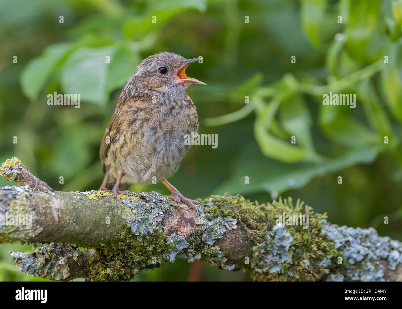 Dunnock [ Prunella modularis ] oiseau juvénile mendiant pour de la nourriture à partir d'un bâton couvert de lichen Banque D'Images