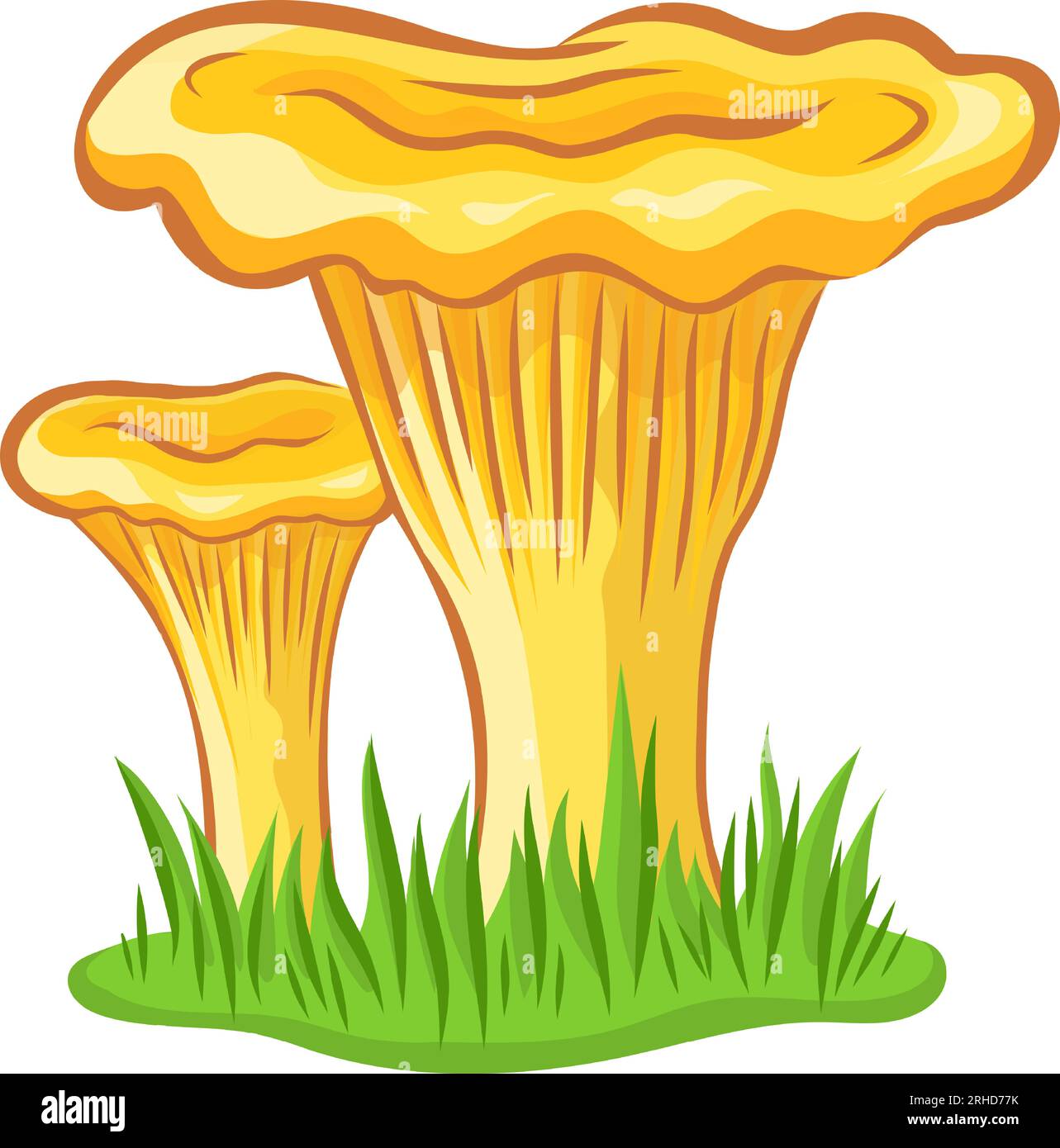 Image vectorielle de champignon chanterelle sans fond Illustration de Vecteur