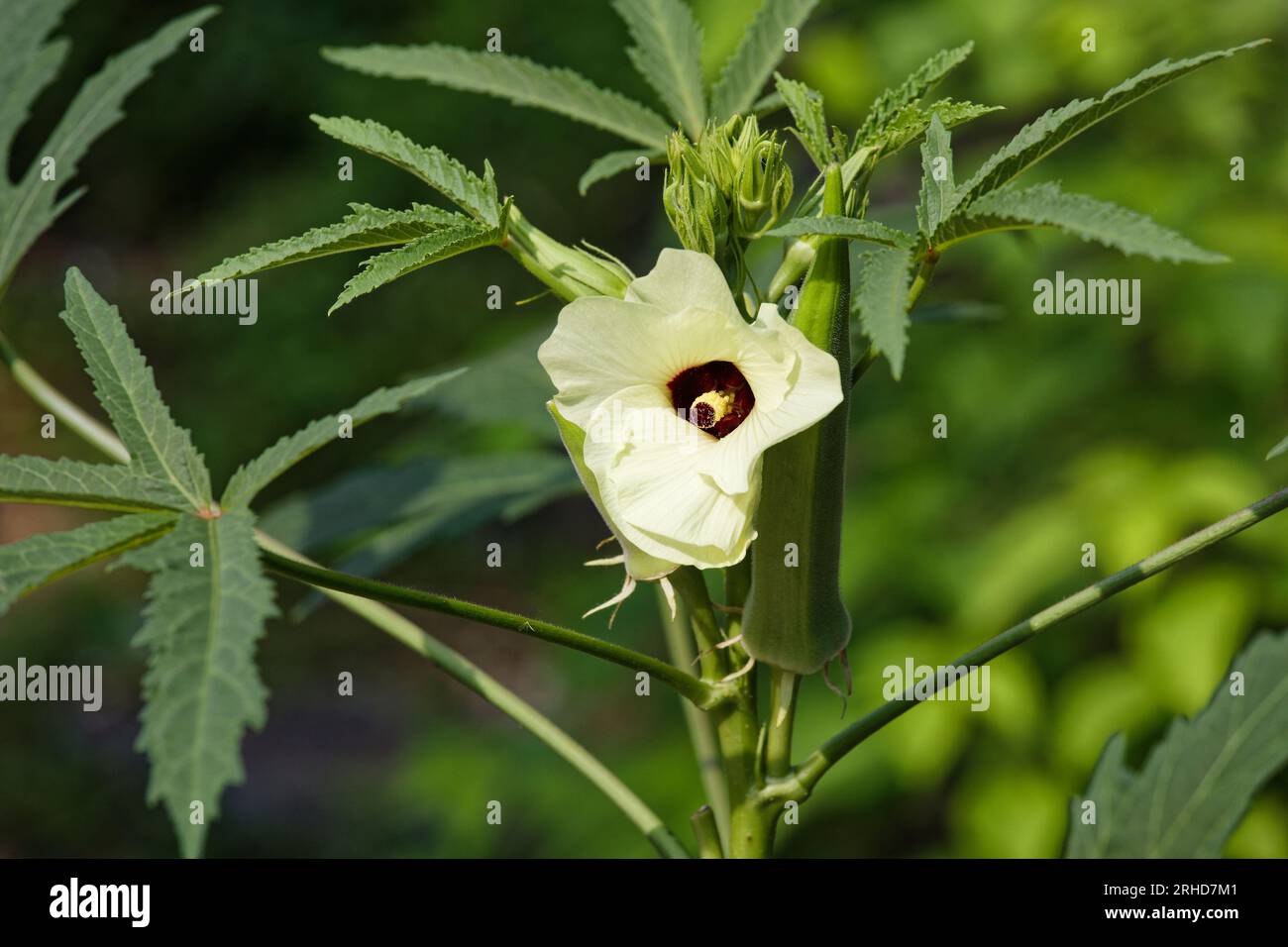 Plante d'okra florissante avec légume mature. Banque D'Images