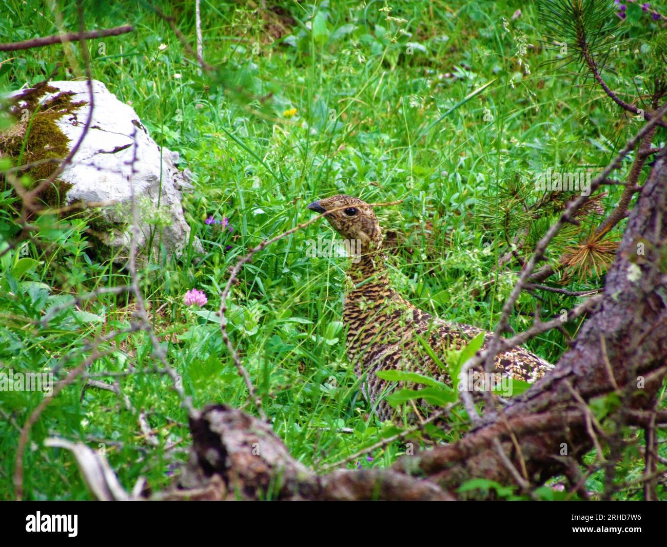 Ptarmigan rocheux (Lagopus muta) oiseau de taille moyenne de la famille des tétras caché dans l'herbe Banque D'Images
