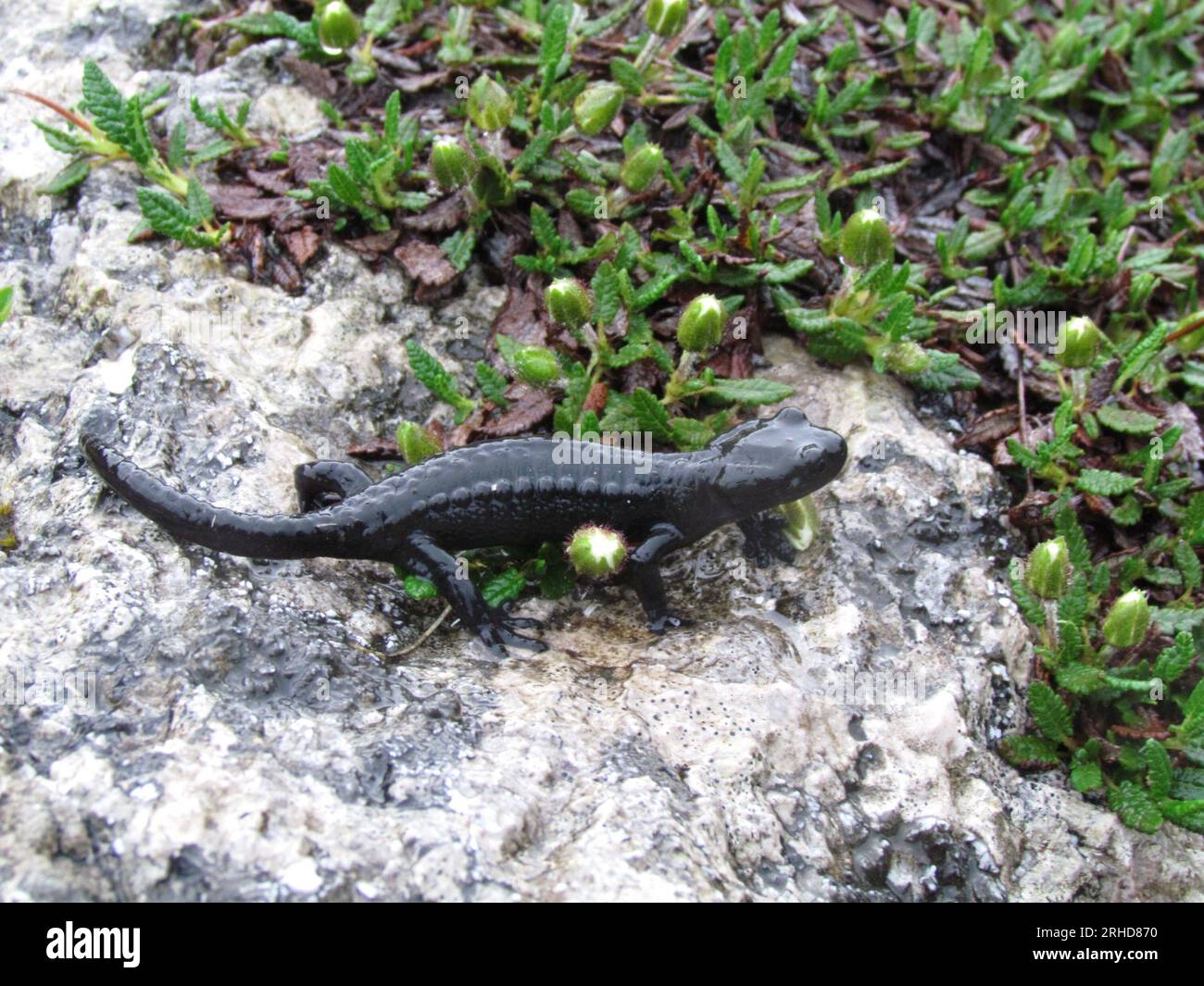 Salamandre noire alpine (Salamandra atra) animal sauvage Banque D'Images