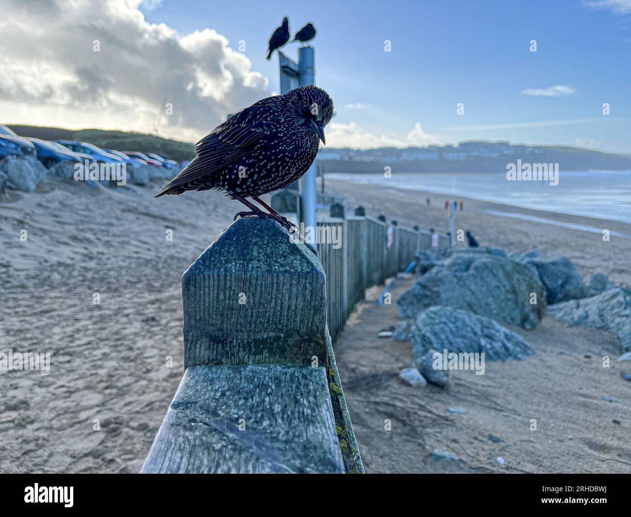 Starling English European Bird on Post portrait unique au-dessus de Newquay Beack Cornwall Banque D'Images