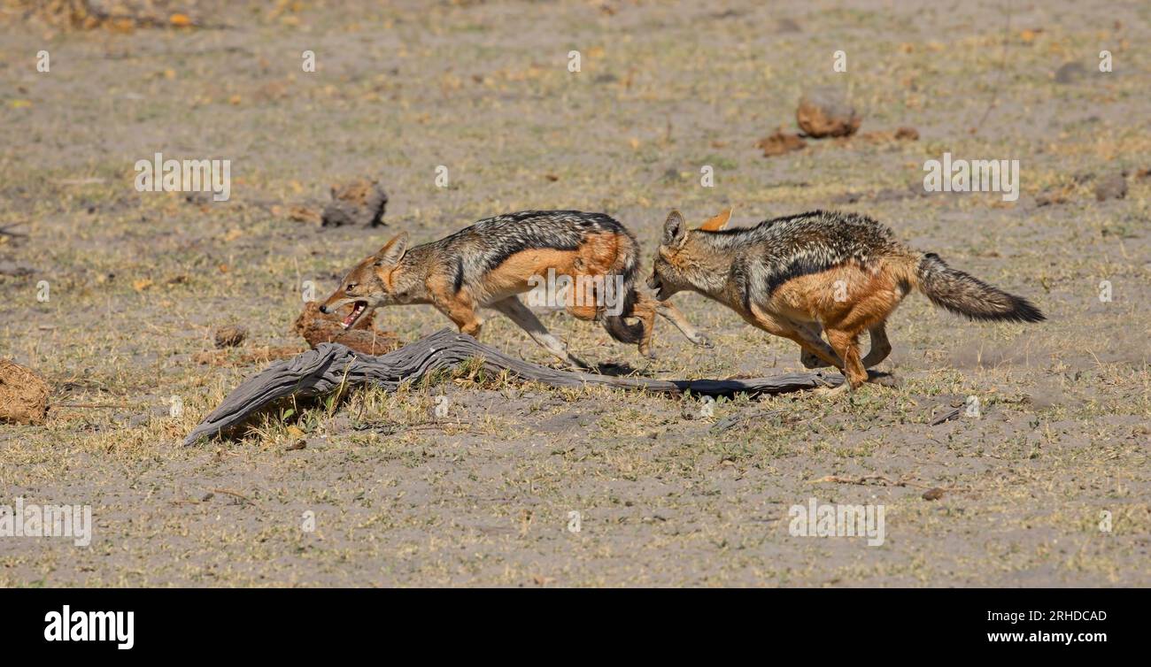 Black-Backed Jackal, Moremi nature Reserve, Botswana, août 2019 Banque D'Images