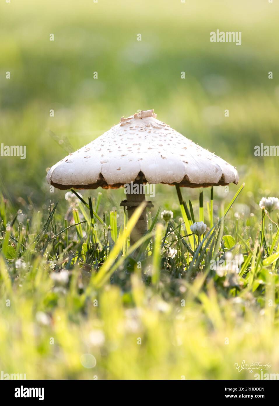 Un champignon parasol solitaire, Macrolepiota procera, sur un fond herbeux vert luxuriant avec des trèfles blancs et le soleil en été ou en automne, Pennsylvanie Banque D'Images